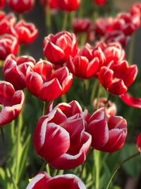 Close-up of red flowers blooming outdoors