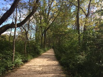 Footpath amidst trees in forest