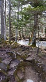 Scenic view of forest