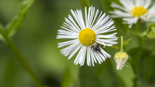 Close-up of insect on flower