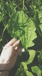 Close-up of hand holding leaves