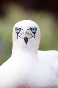 Portrait of bird
