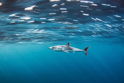 Shark swimming in sea