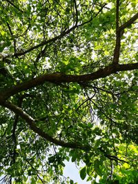 Low angle view of trees