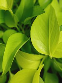 Close-up of fresh green leaves