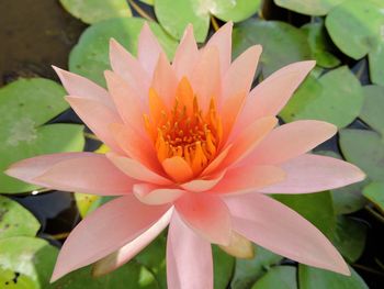 Close-up of flower blooming outdoors