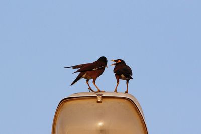 Low angle view of birds perching on a bird