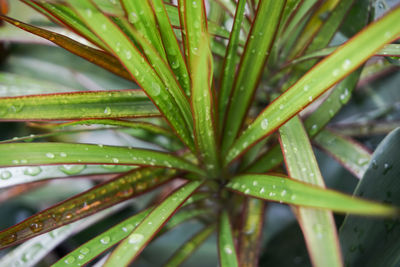 Full frame shot of plant