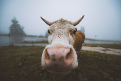 Close-up portrait of cow against sky