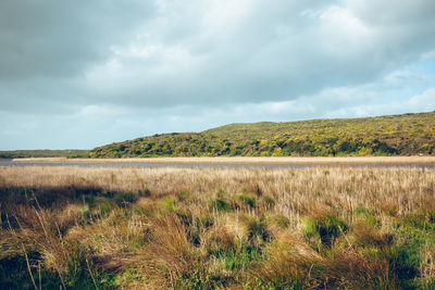 Scenic view of field against sky