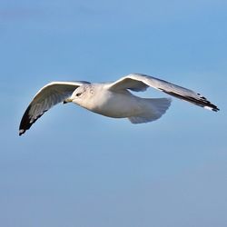 Low angle view of seagull flying against clear sky
