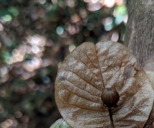 Close-up of dry leaves on tree trunk