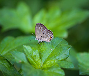 Close-up of butterfly on leaf