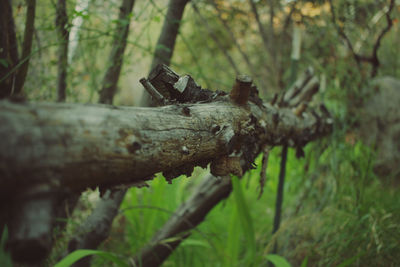 Close-up of grasshopper on tree trunk in forest
