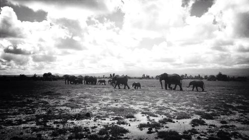 Horses grazing on field against cloudy sky