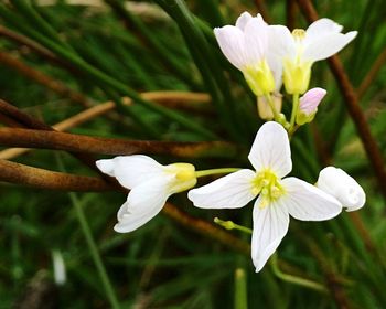 Close-up of white flower