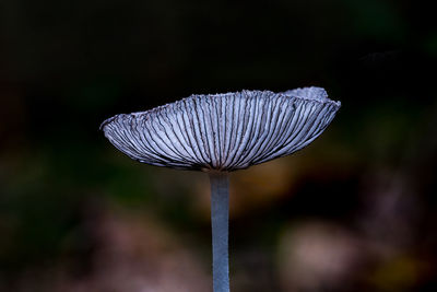 Close-up of mushroom growing on land