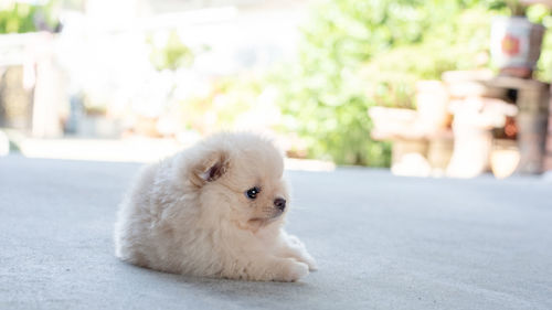 Close-up of a dog looking away