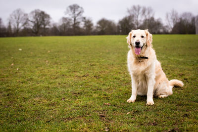 Portrait of dog sticking out tongue while sitting on grassy field