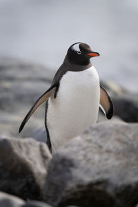 Gentoo penguin walks behind rock watching camera