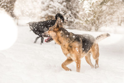 Dog on snow during winter