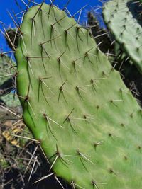 Close-up of cactus in field