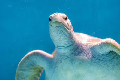 Turtle swimming in sea