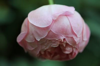 Close-up of pink rose