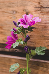 Close-up of pink flower on table