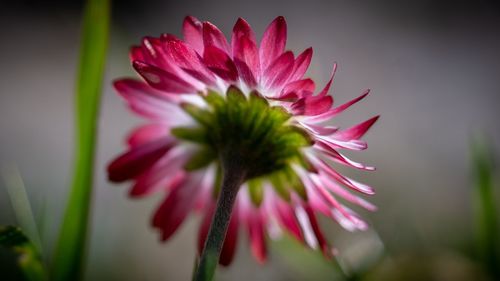 Close-up of pink flower