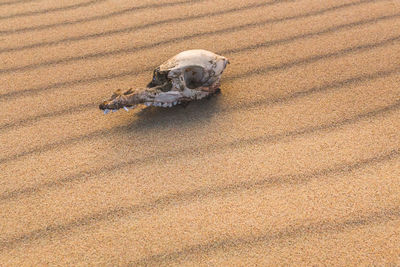 High angle view of dog on sand