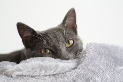 Close-up portrait of cat