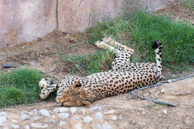 High angle view of cat relaxing on land