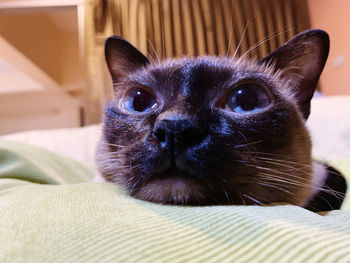Close-up portrait of a siamese cat