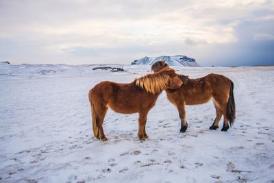 Horses standing on snow field against sky