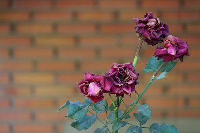 Close-up of rose plant