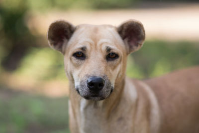 Portrait of dog sticking out tongue outdoors