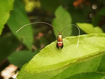 Close-up of insect on leaf