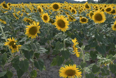 Sunflower blooming in field