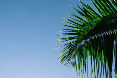 Low angle view of palm tree against clear blue sky