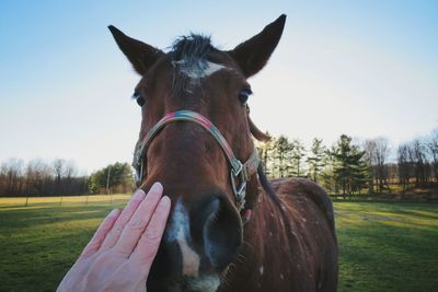 Close-up of hand with  horse on field against sky