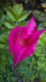 Close-up of pink flower blooming outdoors