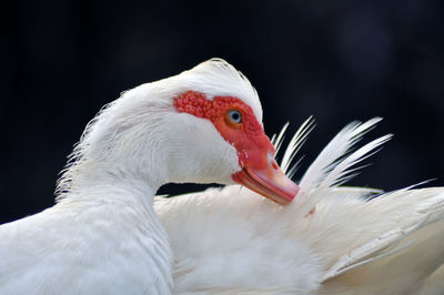 White goose close up in the outdoors