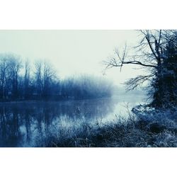 Bare trees by lake