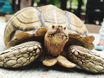 Close-up of tortoise