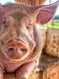 Close-up portrait of a horse