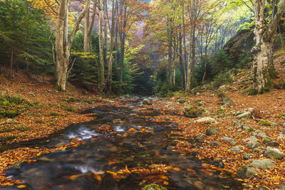 Stream amidst trees in forest during autumn