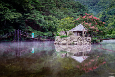Reflection of trees and plants in lake
