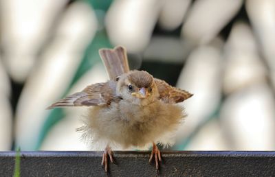 Close-up of bird perching outdoors