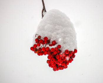 Close-up of frozen berries against white background